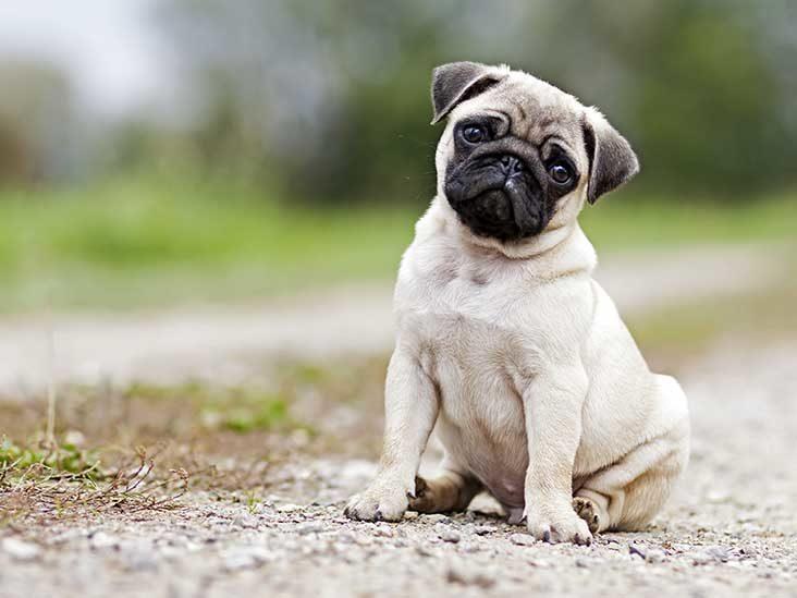 sample image dog